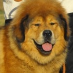 2011_1001KomáromCACIB00175